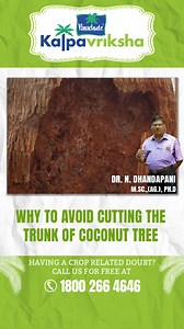 5.5K views · 287 reactions | Cutting the trunk of a coconut tree...