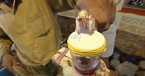 Here’s What Snake Venom Does to Your Blood