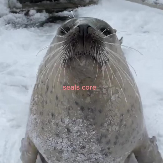 Cute Seals Compilation - Funny and Adorable Seal Moments