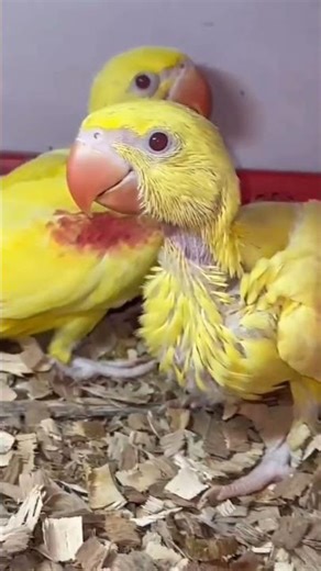 The Parrot That Changed Science Forever