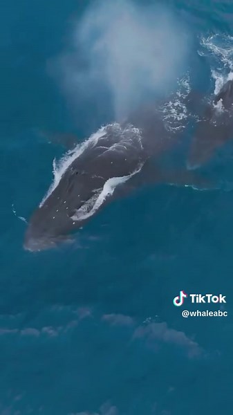 Whaleabc on TikTok