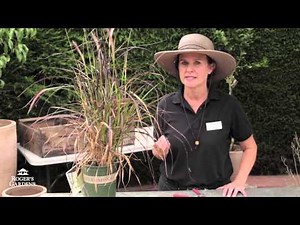 Gardening 101 Series | Pruning Lavender & Perennials with Dalia Brunner