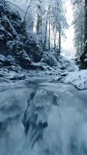 Romania | Where do you retreat when the world feels loud? Out here, where the forest stiffens under winter’s decree and the streams whisper beneath... | Instagram