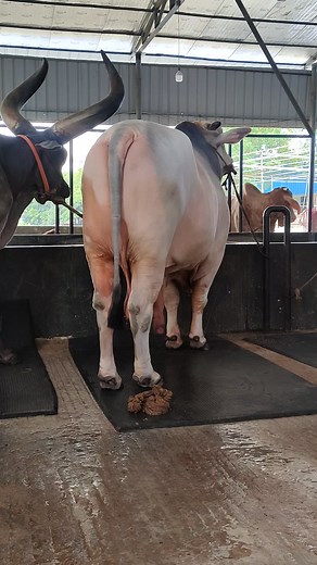 Big Cows: Massive Brahman and Longhorn Cow Compilation