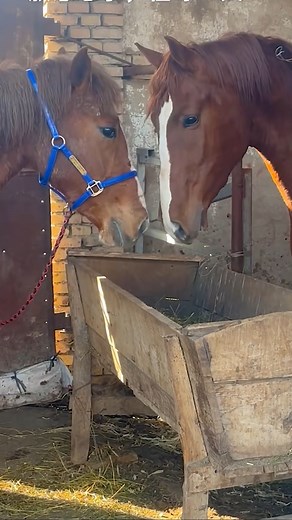 139K views · 321 reactions | Beautiful pretty beautiful horse cute #horse #horses #horsesofinstagram #equestrian #equine #photography #love #horselove #horsebackriding #horselover #horseriding #nature #travel #horsephotography #horselife #usa #instahorse #art #pony #photooftheday #horsestagram #horseshow #animals #instagood #horseofinstagram #dressage #equestrianlife #farm #beautiful #showjumping | The Horses | Facebook