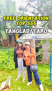 Free Orientation sa TOP 555 Program 🌾 (Tanglad/Natong/Taro) ✅Pasacao, Sipocot, Libmanan, Cabusao, Pamplona ✅Tanglad/Taro (Natong) Production🌾 ✅Market Assurance 💸 #agribusiness #Agripreneur | UMAestro.Tv