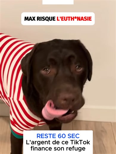Max le Labrador : Offrez-lui une seconde chance !