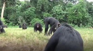 Food is the most exciting moment in our daily human life, similary with chimpanzees they get excited when its feeding time. Today, one of our youngest baby Ruparelia shocked the community when she took an intiative to struggle for food with one of the elders' called " Africa". Surprising she didn't get anything from Africa . To reduce on the fights over food at the sanctuary. We kindly request for your support towards feeding a chimpanzee at the sanctuary through https://payments.pesapal.com/nga