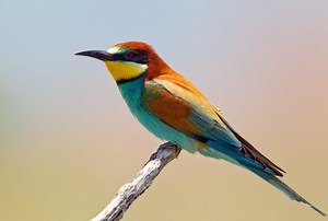 Bee-Eater