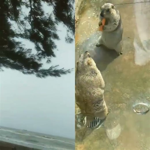 2 Marmut Himalaya Berebut Makanan