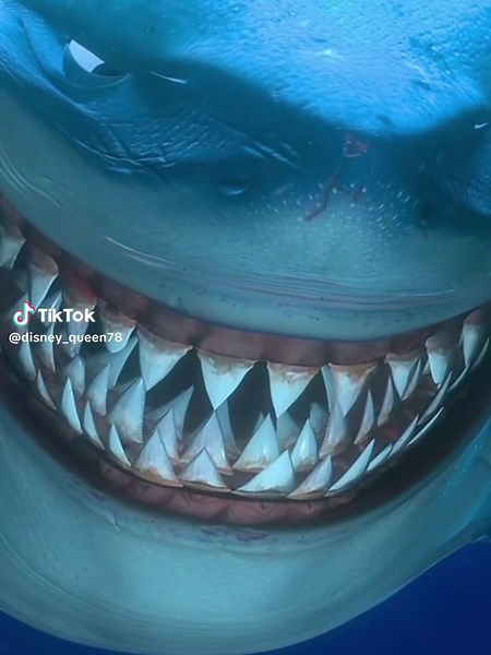 Join Bruce the Shark for an Unforgettable Underwater Party!