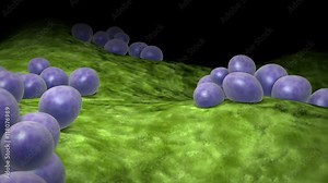 Microscopic visualization of staphylococcus. Stock Video