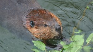 Beaver eating on the water  - Free Stock Video