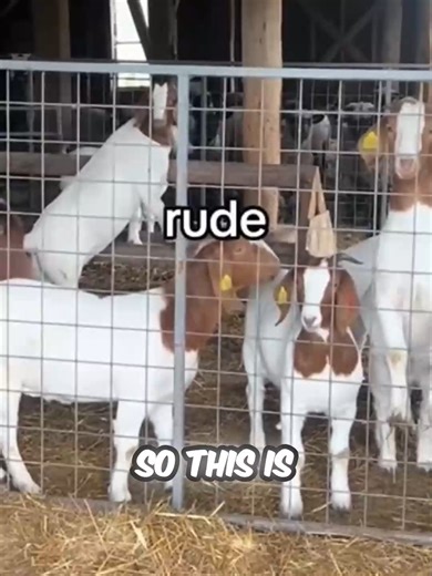 This Frog Refuses to Leave the Circle! #trending #animals #funnyanimals #frogs #crazy