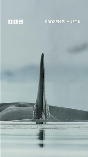 Catch me if you can…🐋 #FrozenPlanet2