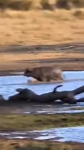 4.1K views · 72 reactions | Buffalos Vs. Lion's fight.. | AR Liton | Facebook