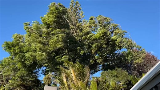 Our three beautiful Chinese Elms (or Lace Bark Elms) dominate our property, mainly for the good but they are due for some work again soon. This video is after tea yesterday, they are pretty impressive to watch in the | Three Elms Garden