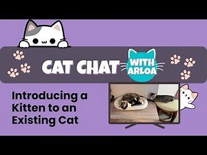 How do you safely introduce a new kitten to your older cat?