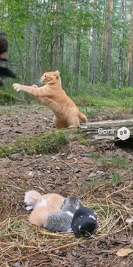 Tiny Cat's Epic Stand: Chases Away Bear Cub! #CatVsBear #BraveCat #AnimalHero #WildlifeEncounter