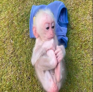 Scared BB Monkey Belly Up Wait too long for some m | Cute Monkey Reaction