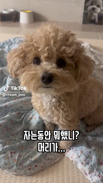 자고 일어났는데 짜파게티 된 강아지 크림이입니다 ㅋㅋㅋ #당뇨견 #푸숑 #푸들 #비숑 #믹스견 #pet #puppy #cutedog #poochon