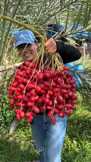 Wow- what a beautiful ripe date | Harvesting delicious sweet date by rural farmer #shorts #fruits