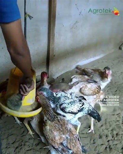 Indio Chicken 1 Meter Tall, High Selling Value! #drsonne #chicken #farming #ihavethisthingwithplants