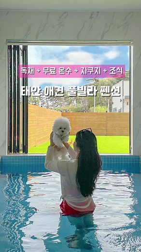 강아지와 함께하는 태안 여행의 완벽한 선택
