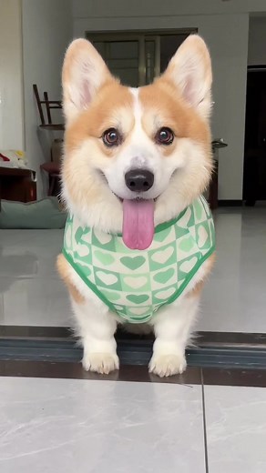 Corgi Relaxing under a Cozy Cloth