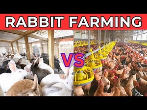 Rabbit Farming vs Chicken Farming: Which is the better Investment