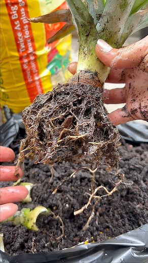How I Legally Grew Illegal Pink Pineapple Seeds I can’t believe it’s actually illegal to grow the seeds from this pineapple because they’re patented. But I found a legal way to grow them at home. I did this because I wanted to see if pink pineapple seeds would sprout, and then grow into a yellow pineapple. Plus I also wanted to see if I could take a yellow pineapple and plant the top in soil and grow a pineapple from the crown. And listen, it really worked. So, this is the story, two years later