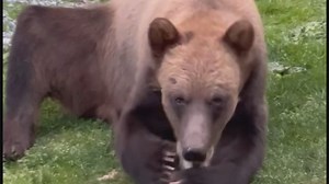 71K views · 1.6K reactions | Danica Furtado is used to seeing grizzly bears in Kitimat, especially at this time of year, but she happened to film one in her backyard Thursday night, chewing on her dog's bone. Furtado said the bear hung around for about half an hour before politely leaving via the back gate. More: https://trib.al/sbebp39 | Global BC | Facebook