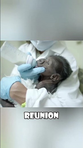 Baby Gorilla’s Emotional Reunion with Her Mother After a Long Separation #animals #love