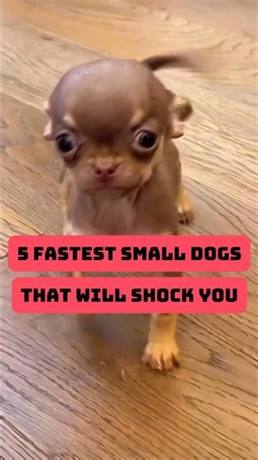 5 Small Dogs Faster Than You’d Ever Expect 💨🐕