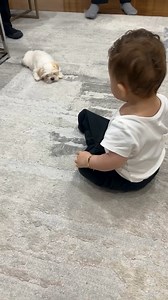311K views · 23K reactions | Puppy And Baby Bound To Be Best Friends | Animal Lovers | Facebook
