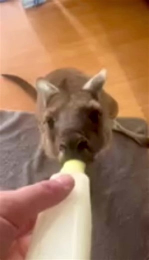 Viv is our beautiful two-year-old Western Grey kangaroo who was orphaned in May 2024. Since then, she has grown into the gentlest, most loving little soul. Whenever the weather turns, Viv makes her way inside for a bit of comfort — and, of course, to insist on her bottle. Once she’s finished, she sweetly nuzzles and suckles on her paw, just like a tiny joey self-soothing. She is such a special girl. ❤️🦘#kangaroopouchanimalorphanage #wildliferescue #orphanedkangaroojoey