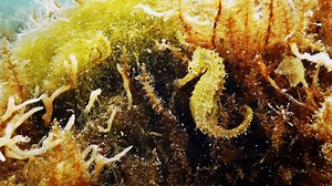 217K views · 3.7K reactions | The Seahorse is inef(fish)ient, swimming slowly with small tiny dorsal and pectoral fins. So, how is it one of the most effective predators? | National Geographic Animals | Facebook