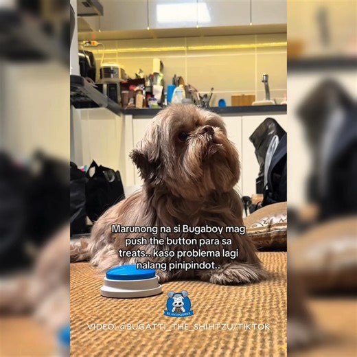 UNLI PINDOT, UNLI TREATS 🖲️🐶 WATCH: A fur parent from Pampanga spread good vibes with a video of his dog repeatedly pressing a button that prompts its owner to give it treats. Uploader Ram told the Inquirer that his dog, Bugatti, learned to use the button after only weeks of training—until he started pressing it nonstop. “[Bumili lang ‘yung mommy ni Bugatti ng toy, then tinuruan namin siya para marami siyang alam na tricks],” he explained. “[Halos lagi na niyang pinipindot basta makita niya ‘y