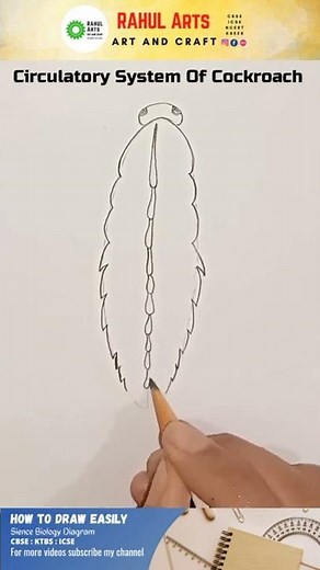 Circulatory System Of Cockroach #shorts #rahularts #biologydiagram