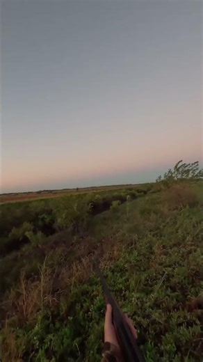 Weatherby element 2 upland teal hunt #hunting #ducklingspro #duckseason #outdoors #duckhunter