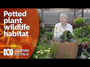 Creating a wildlife habitat in a pot for small space gardens | Gardening 101 | Gardening Australia