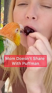 10K views · 415 reactions | A mad Puffman has reached his maximum cherry limit for the day, so Mom doesn't share her cherries with him. #parrots #funnypets #birdlife | Parrot Playhouse | Facebook