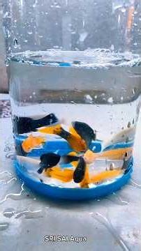 💥New stock fish bowl update guys 🐟🐠🐬#fish #bowl #bollywood#aquarium