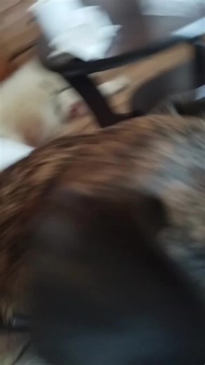 Rudolf Gutman (@rudolf.gutman)’s videos with original sound - VHM4D