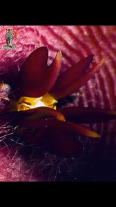 The Desert Starfish is actually a Flower 😁 #wildlife #animals #jungle #nature #flowers #animalworld #naturelovers #desert #plants #starfish #flowerlovers #documentary | Wondersofjungle