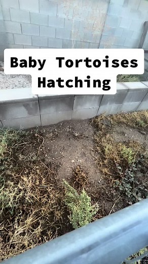 Baby Tortoises Hatching 🐢☀️ | baby tortoise hatching