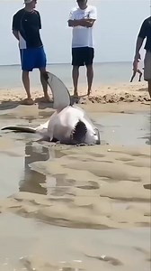 shark stranded but no help #shark #beach #stranded #help | Abu DKK