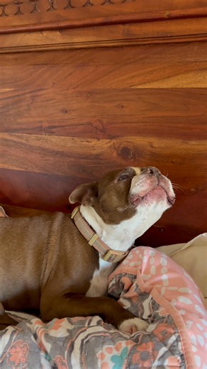 38K views · 2.3K reactions | A moment with Skipper annnnnd….Patsy Cline! | The daily adventures of Gilligan & Skipper | Facebook