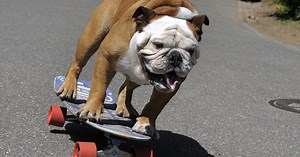 Tillman, Beloved Skateboarding Bulldog, Dies At The Age Of 10