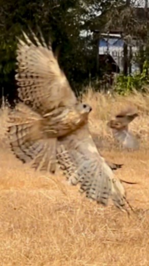 230 reactions | How amazing skill Eagle hunt their pray #eagle #hunting #Amazing | Ros Veasna | Facebook